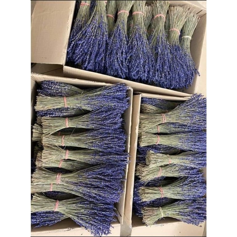 100 cành hoa lavender khô, hoa oải hương trang trí, decor siêu xinh