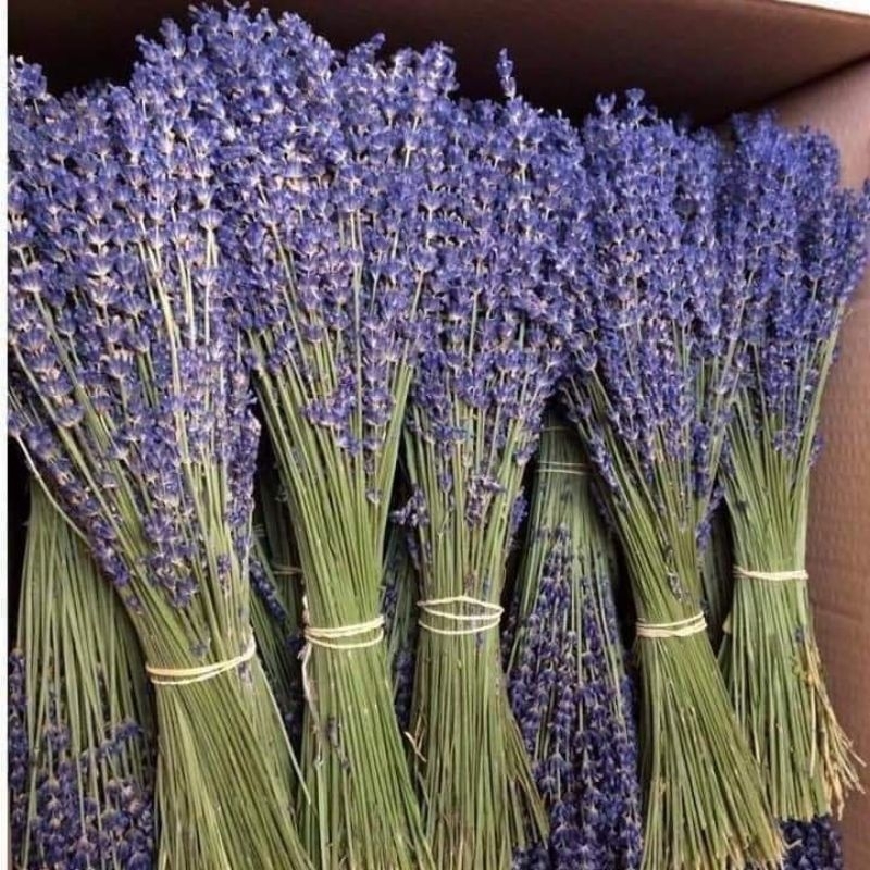 100 cành hoa lavender khô, hoa oải hương trang trí, decor siêu xinh