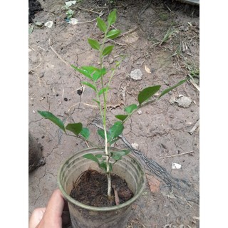 Nguyệt Quế thân gỗ giống hoa rất thơm