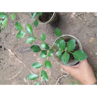Nguyệt Quế thân gỗ giống hoa rất thơm