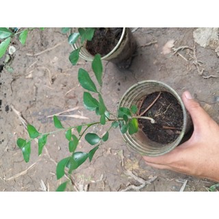 Nguyệt Quế thân gỗ giống hoa rất thơm
