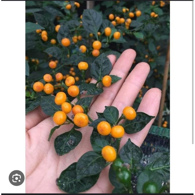 Ớt peru siêu cay  - nhà trồng giá cạnh tranh