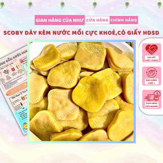 Con giống scoby làm trà kombucha - con giống làm trà kombucha kèm 200ml nước mồi