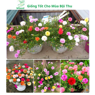 [Gói 1000 Hạt] Hạt giống hoa mười giờ kép nhiều màu (tặng kèm phân kích mầm) dễ trồng siêu hoa - MSeed