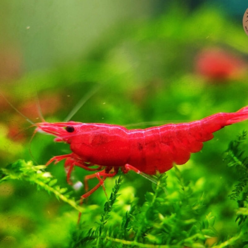 Tép màu Fire red thả thuỷ sinh