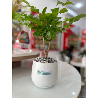 Chậu sứ cây Hạnh Phúc để bàn