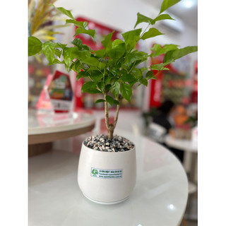 Chậu sứ cây Hạnh Phúc để bàn
