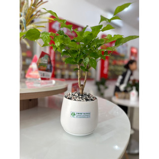 Chậu sứ cây Hạnh Phúc để bàn