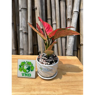 Chậu Sứ cây Hồng Phát Lộc để bàn