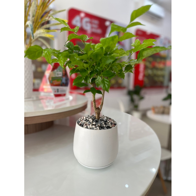 Chậu sứ cây Hạnh Phúc để bàn