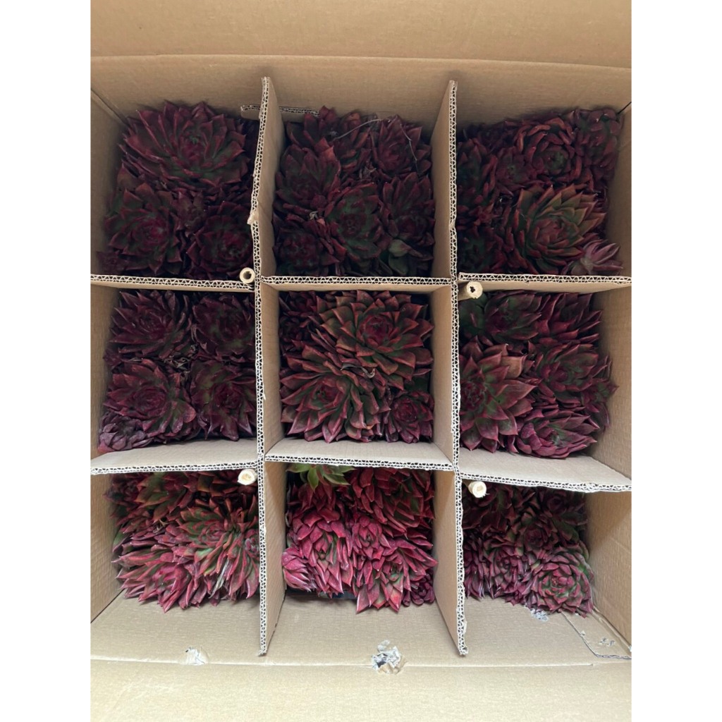 Sen đá đế bụi