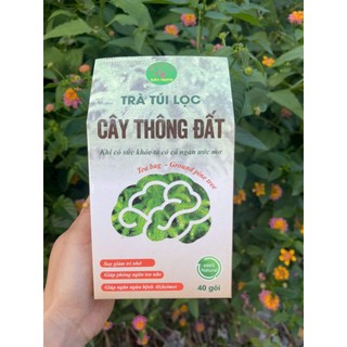 trà túi lọc cây thông đất