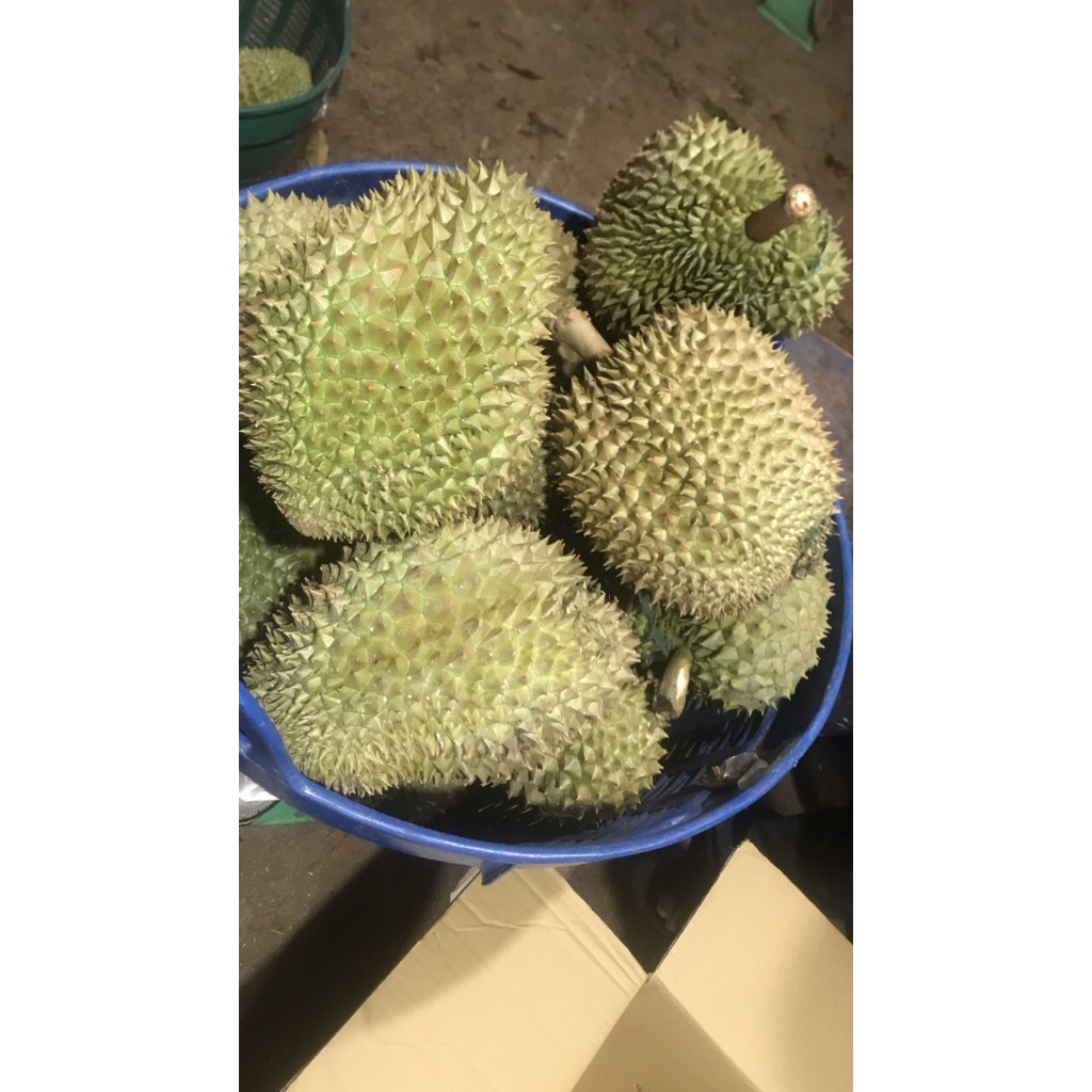 Sầu riêng Thái loại 1 loại 3 hộc ăn trái đẹp 80k/kg