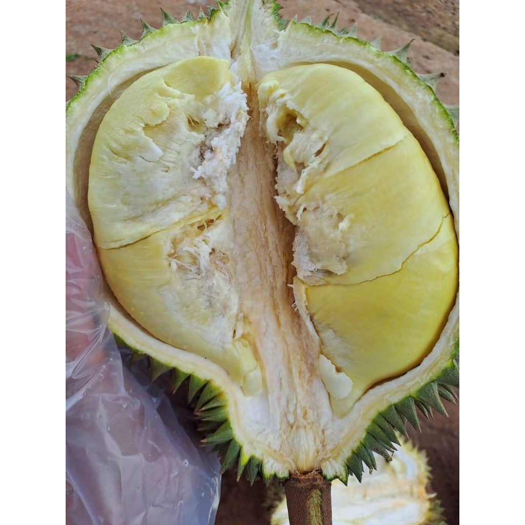 Sầu riêng Thái loại nhì 3 hộc ăn lên là màu Xanh or màu ghi là 75k/kg