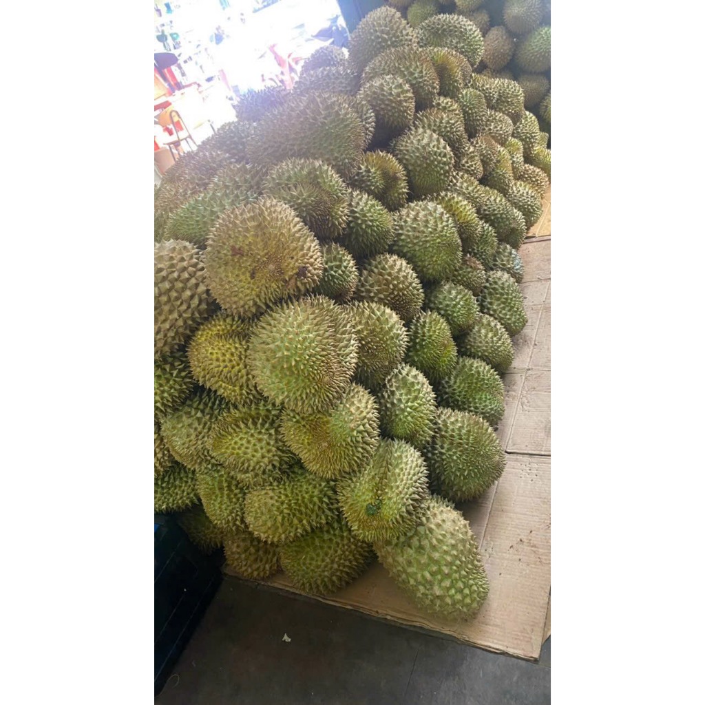 Sầu riêng Thái loại 1 loại 3 hộc ăn trái đẹp 80k/kg