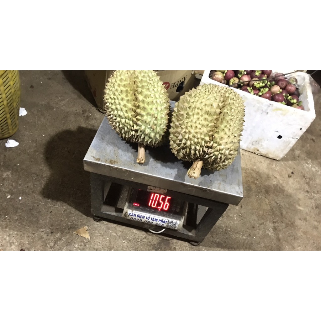 Sầu riêng Thái loại 1 loại 3 hộc ăn trái đẹp 80k/kg