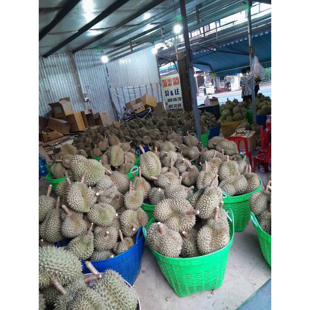 Sầu riêng Thái loại 1 loại 3 hộc ăn trái đẹp 80k/kg