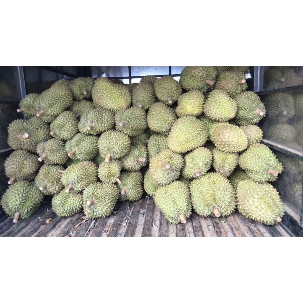 Sầu riêng Thái mini Lâm Đồng giá 103k/kg