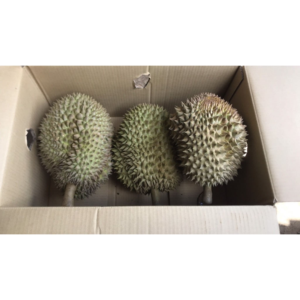 Sầu riêng Thái mini Lâm Đồng giá 103k/kg