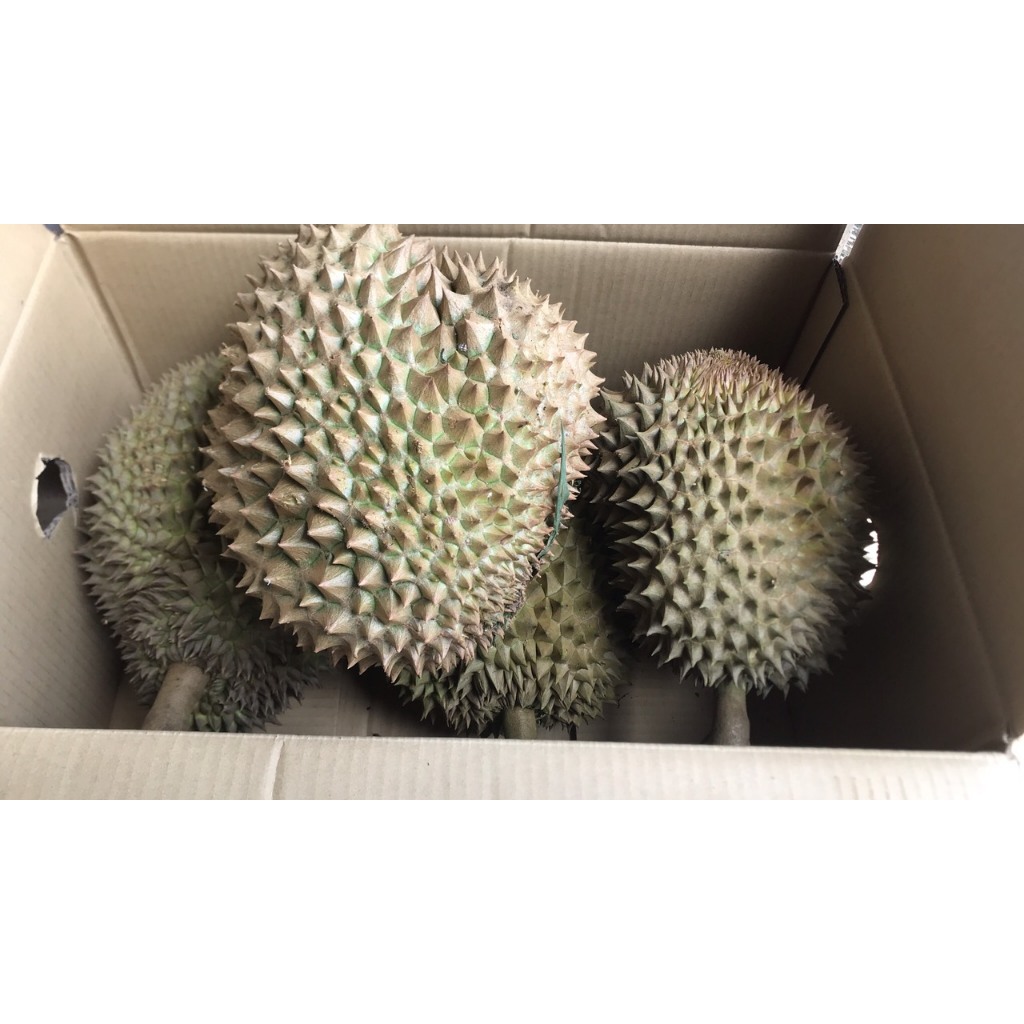 Sầu riêng Thái mini Lâm Đồng giá 103k/kg