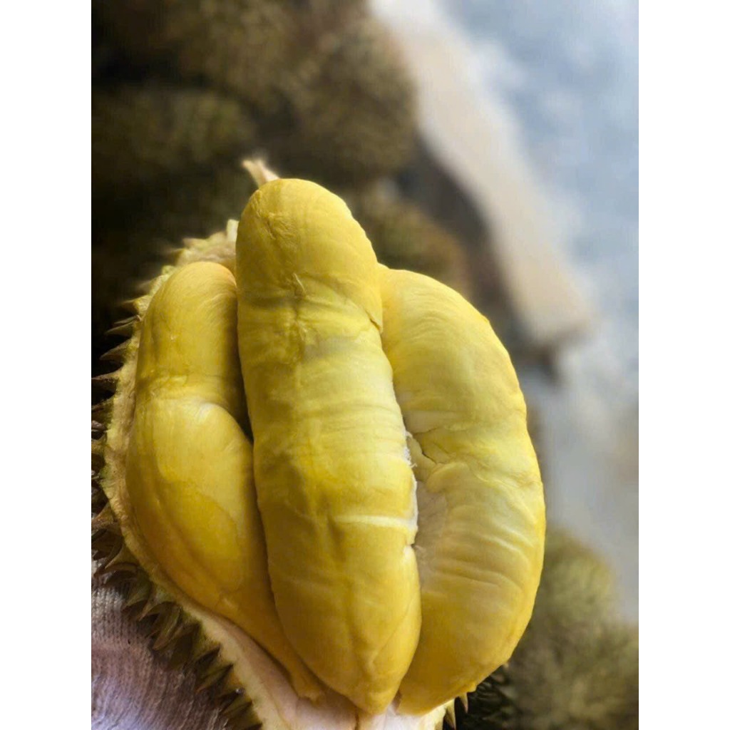 Sầu riêng Thái loại 1 loại 3 hộc ăn trái đẹp 80k/kg