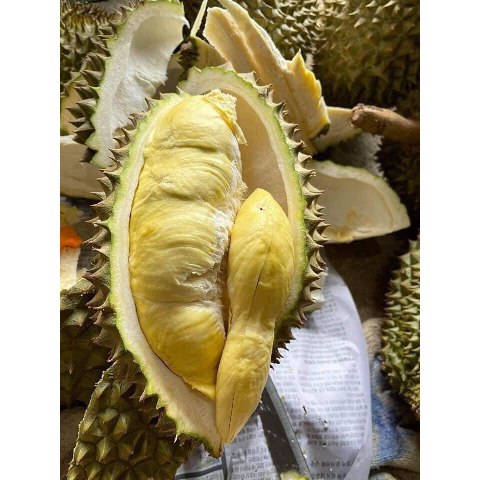 Sầu riêng Thái loại 1 loại 3 hộc ăn trái đẹp 80k/kg