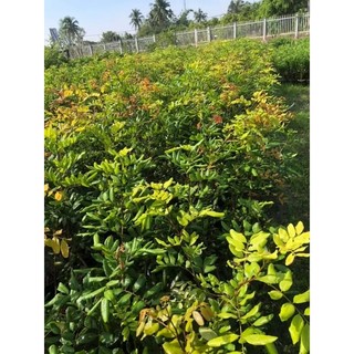 Cây Nhãn Xuồng Cơm Vàng ghép.