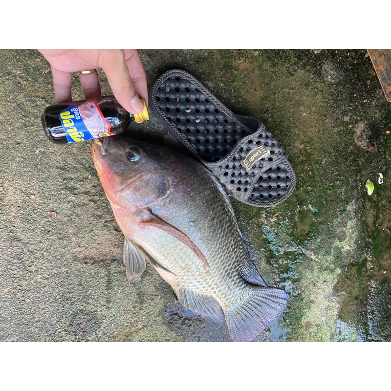 TINH MÙi CÁ RÔ PHI 60ML