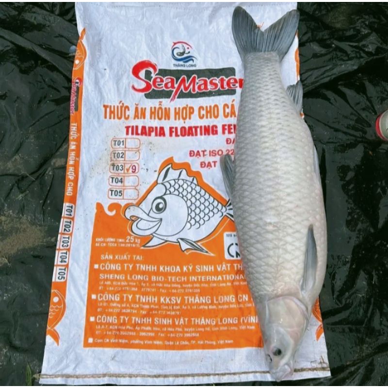 Cám câu Trắm đen, chép to hạt 9mm