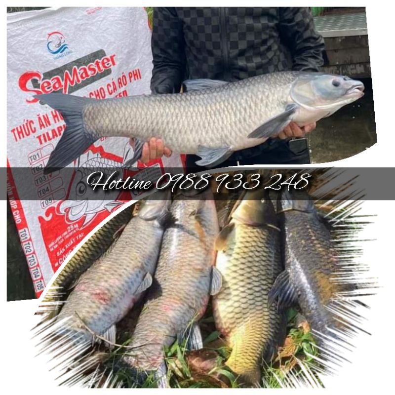 Cám câu Trắm đen, chép to hạt 9mm