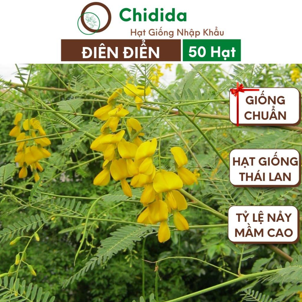 Hạt giống bông điên điển Chidida giống cây điên điển Thái Lan gói 50 hạt dễ trồng chịu nhiệt tốt phát triển nhanh