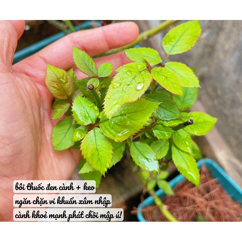 COMBO CHO CÂY ĐEN CÀNH