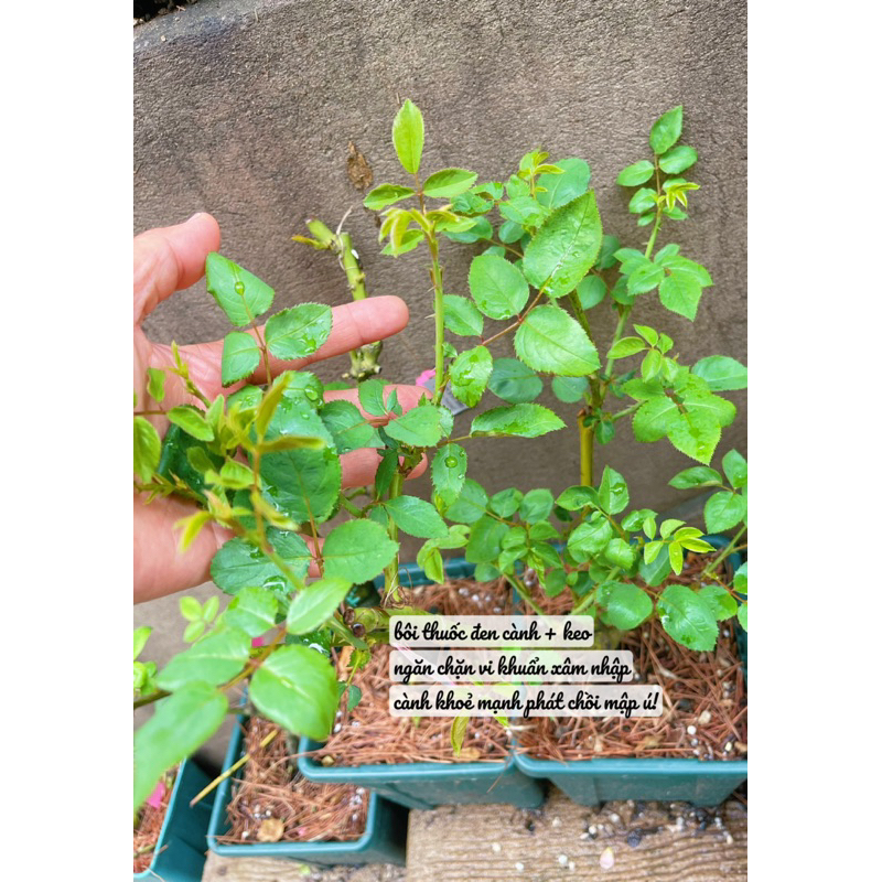 COMBO CHO CÂY ĐEN CÀNH