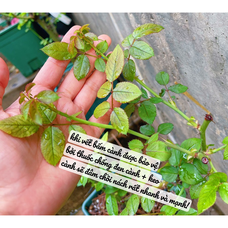 COMBO CHO CÂY ĐEN CÀNH