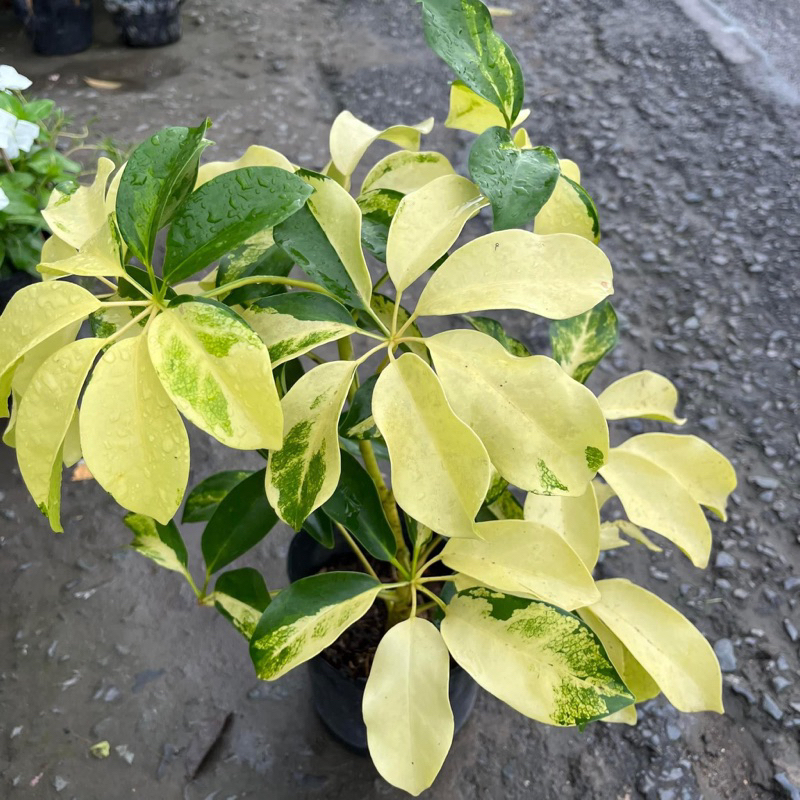 Cây ngũ gia bì cẩm thạch