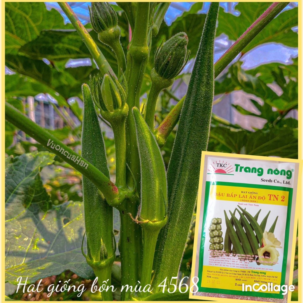 50g Hạt giống đậu bắp ấn độ Trang Nông TN2