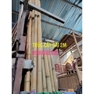 Cây trúc dài 2m bó 10 cây