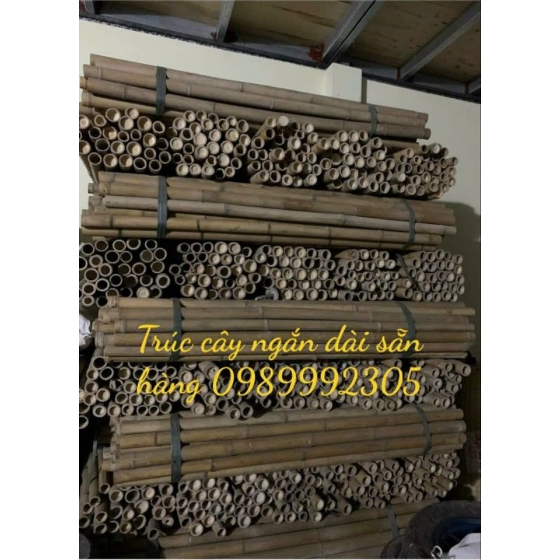 Cây trúc dài 2m bó 10 cây