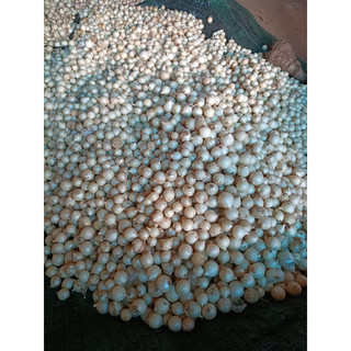 hành tăm ,củ nén  500gr