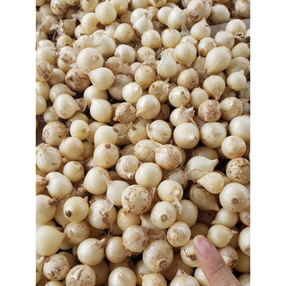 hành tăm ,củ nén  500gr