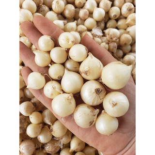 hành tăm ,củ nén  500gr
