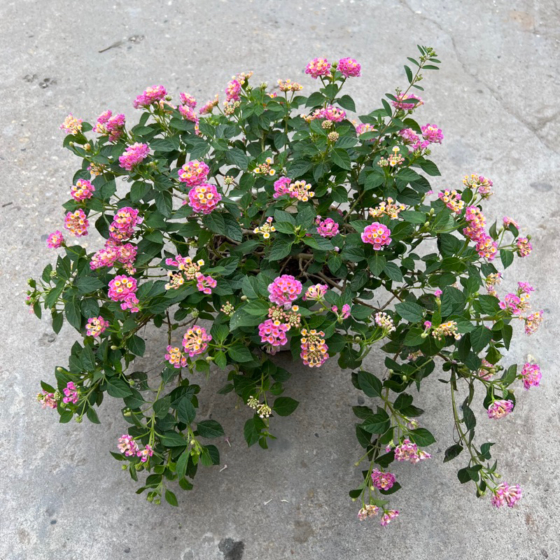 Chậu hoa ngũ sắc cỡ to siêu hoa bán kính 35-45cm trang trí ban công sân vườn