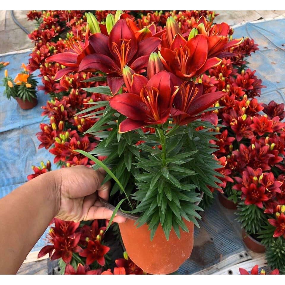 Củ Ly kép, ly cao thơm hà lan được chọn 10 màu
