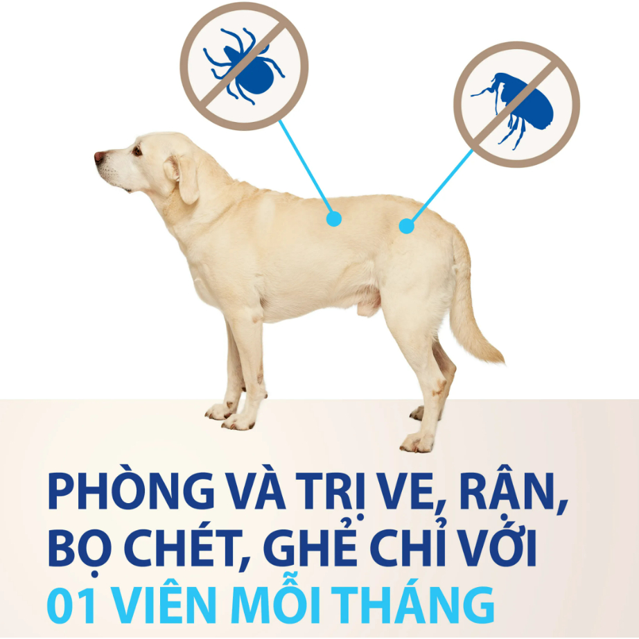 NEXGARD - Viên nhai sạch ve rận ghẻ Chó