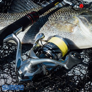 Máy câu Shimano Stradic FM - 2023