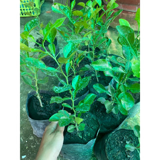 Cây chúc An Giang cao 25-30cm