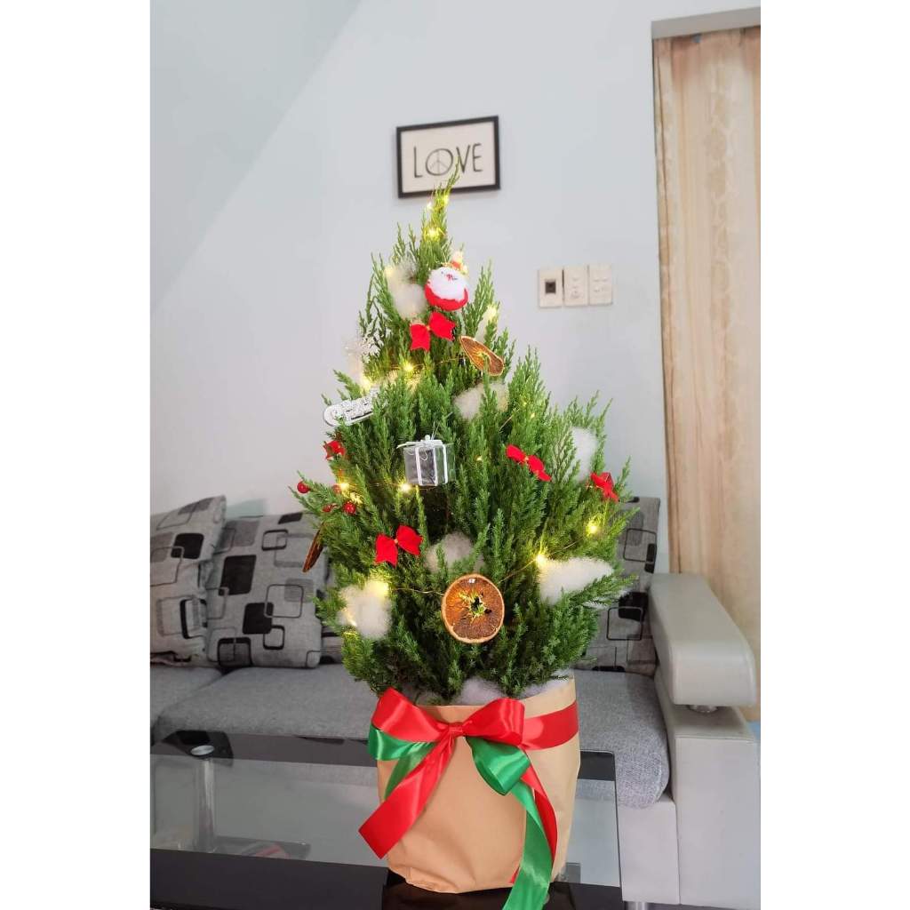 Cây Sơn Tùng Noel trang trí giáng sinh 2023 trồng sân nhà mang ý nghĩa vững chắc như tùng như bách Minh Hân Garden