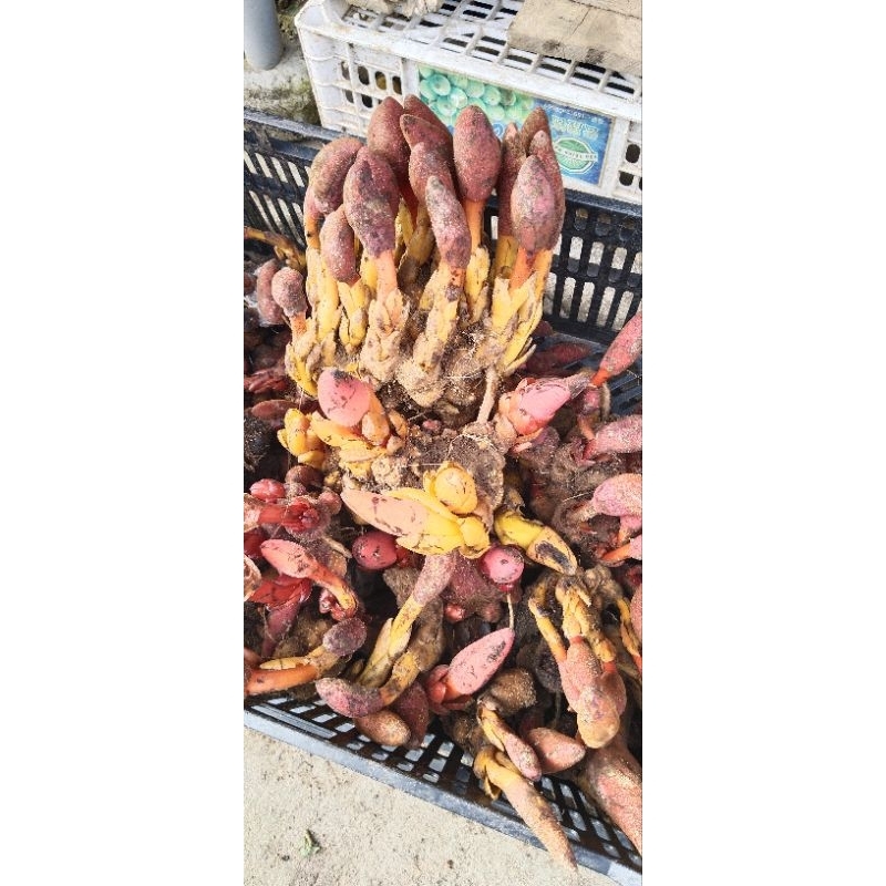 1kg nấm ngọc cẩu tươi