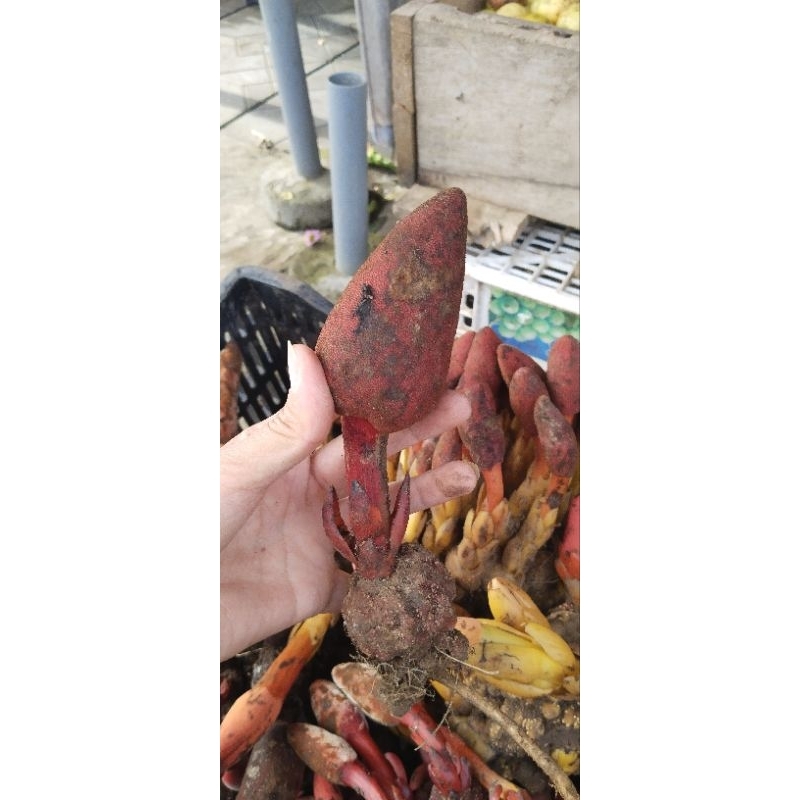 1kg nấm ngọc cẩu tươi