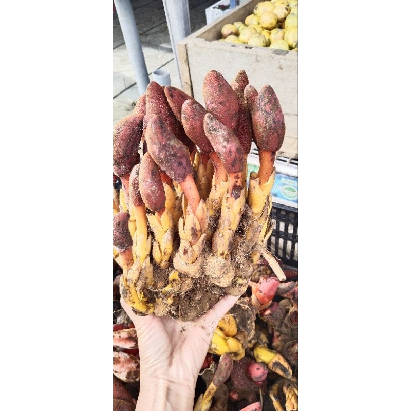 1kg nấm ngọc cẩu tươi